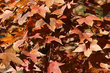 Image showing Maple Leaf