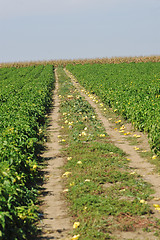 Image showing fresh organic food peppers