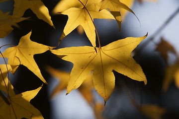 Image showing Maple Leaf