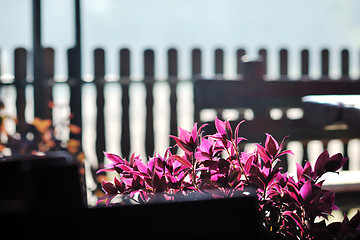 Image showing colorful balcony with flowers