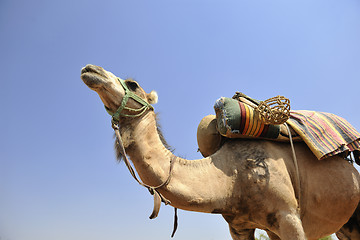 Image showing camel