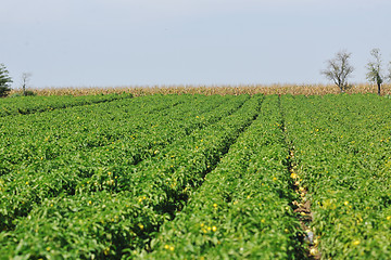 Image showing fresh organic food peppers