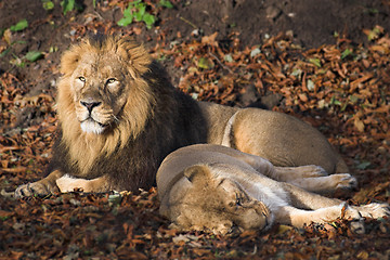 Image showing Lions