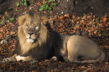 Image showing Lion