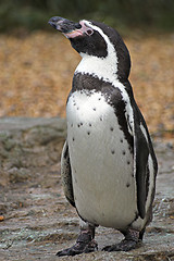 Image showing Penguin