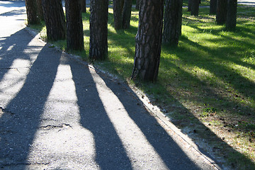 Image showing Pine trees