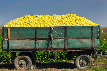 Image showing fresh organic food peppers