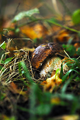 Image showing fresh mushroom food outdoor in nature