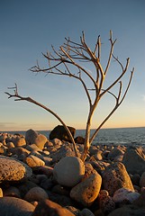 Image showing A dry twig