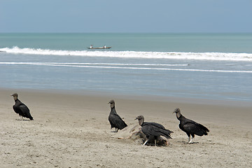 Image showing carrion-crows eating the dead turtle