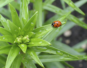 Image showing Spring Ladybug