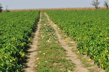 Image showing fresh organic food peppers