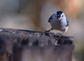 Image showing Nuthatch Looking at You with Space for Text