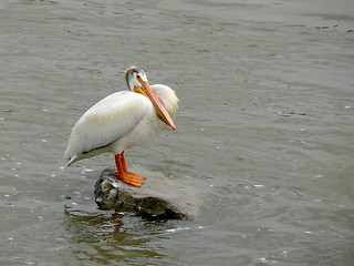 Image showing Pelican