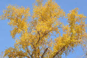 Image showing Autumn leaves 