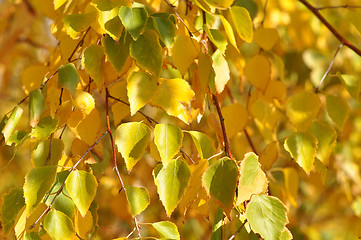 Image showing Autumn leaves 