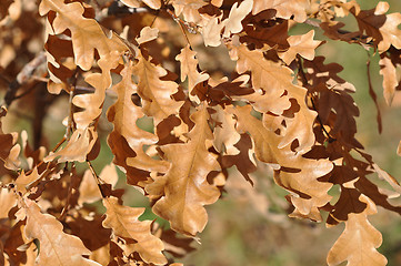 Image showing Autumn leaves 