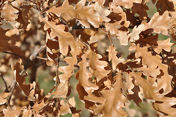 Image showing Autumn leaves 