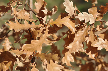 Image showing Autumn leaves 