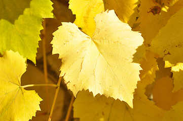 Image showing Autumn leaves 