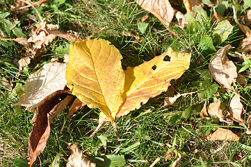 Image showing Autumn leaves 