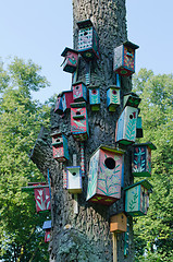 Image showing Colorful bird houses nest box hang old tree trunk 