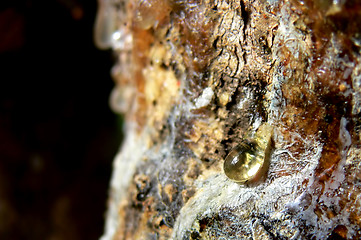 Image showing Pine Sap