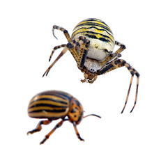 Image showing Colorado potato beetle wasp spider isolated white 