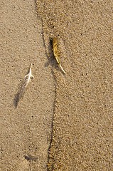 Image showing Mangy bird feathers in seashore sand background.