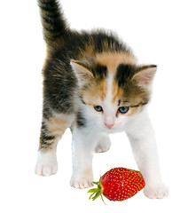 Image showing tabby kitten cat red strawberry isolated on white 