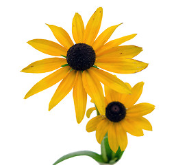 Image showing Rudbeckia coneflower flower isolated on white 