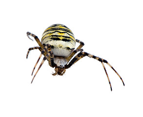 Image showing wasp spider Argiope bruennichi isolated on white 