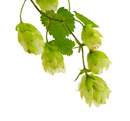 Image showing Hop plant for beer production isolated on white 