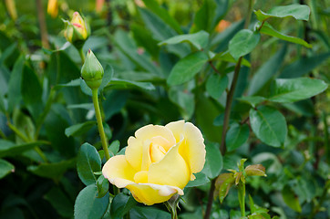 Image showing yellow hybrid garden rose flower bloom bud 