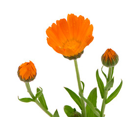 Image showing Herb marigold calendula  folk medicine isolated 