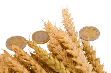 Image showing wheat ripe harvest ears euro coins isolated white 