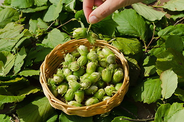 Image showing Hazelnut in wicker dish hand woman hand hold nut 