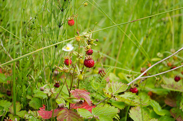 Image showing Ripe forest strawberries closeup. Natural food 