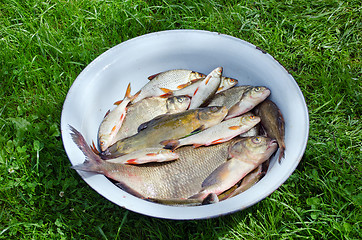 Image showing Fishing caught in steel bowl 