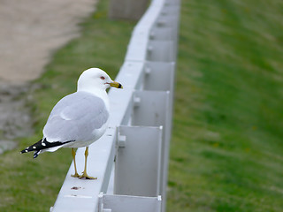 Image showing Seagull on fence.