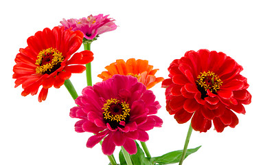 Image showing Bouquet of pink red and orange zinnia flowers isolated on white background. 