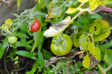 Image showing Green raw red ripe tomatoes greenhouse summer 