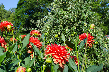 Image showing Orange dahlia flowers blooms and buds in autumn 