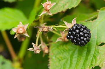 Image showing Macro of blackberry healthy ecologic dewberry 