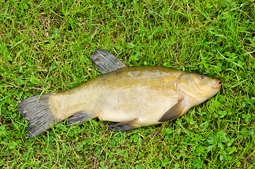 Image showing Lake fish tench with orange eye on green grass 