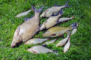 Image showing Bream roach tench fishes caught lake after fishing 