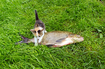 Image showing Little tabby kitten climbs over big bream fish 