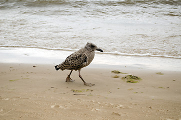 Image showing Seagull baby walks coastal sea sand and waves 