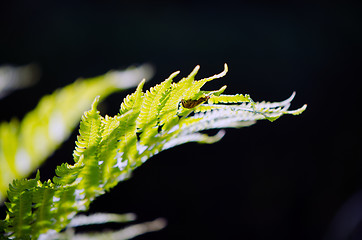 Image showing Closeup of natural fern leaf on dark background 