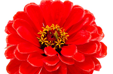 Image showing red zinnia violacea flower isolated on white 